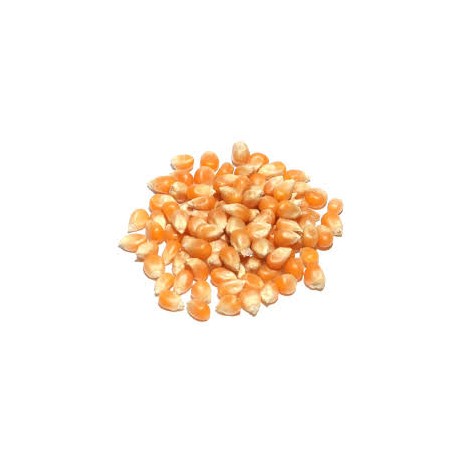 POPPING CORN KERNALS