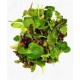 MIXED BABY SALAD LEAVES LOOSE