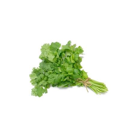 CORIANDER