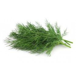 HERB DILL