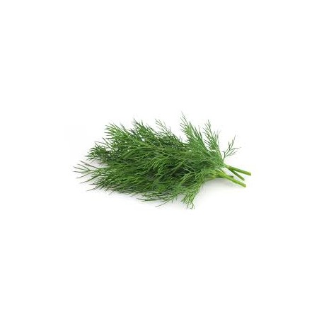 HERB DILL