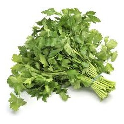 FLAT LEAF PARSLEY