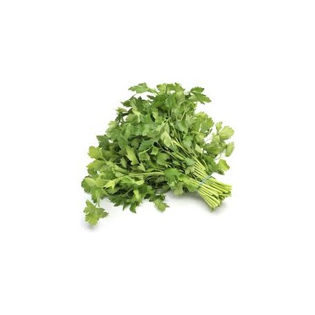 FLAT LEAF PARSLEY