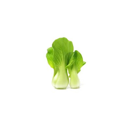 BOK CHOY