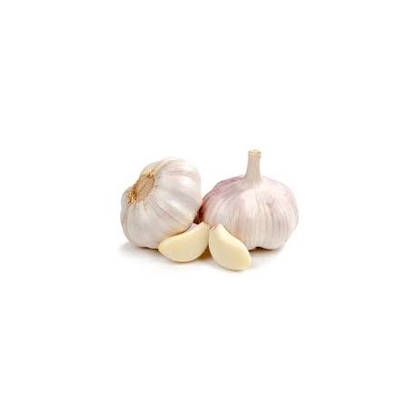 GARLIC