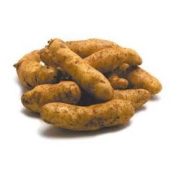 POTATO KIPFLER