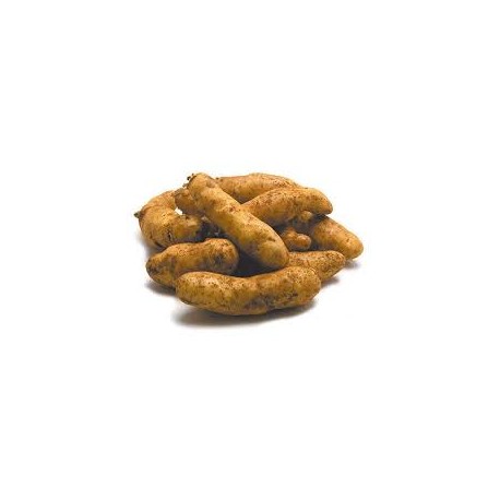 POTATO KIPFLER