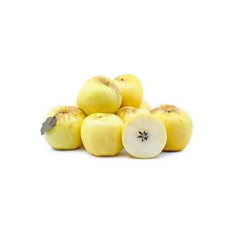 GOLDEN DELICIOUS APPLES