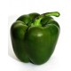 CAPSICUM GREEN KG