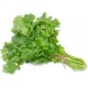 CORIANDER