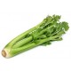 CELERY WHOLE