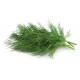 HERB DILL